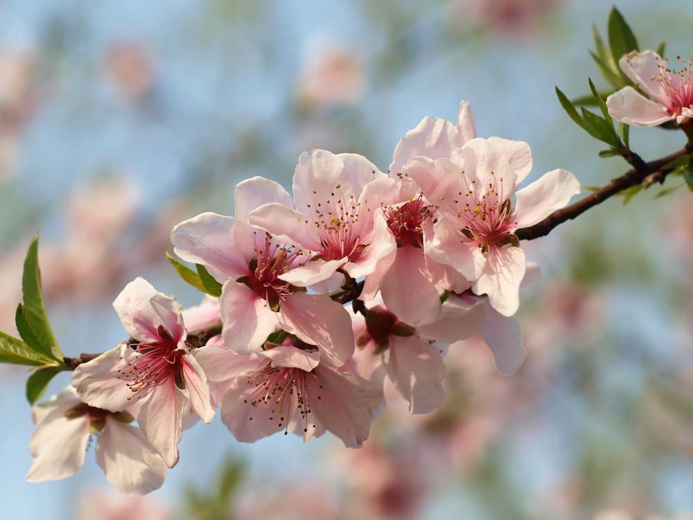 fiori di pesco 72 stagioni giapponesi