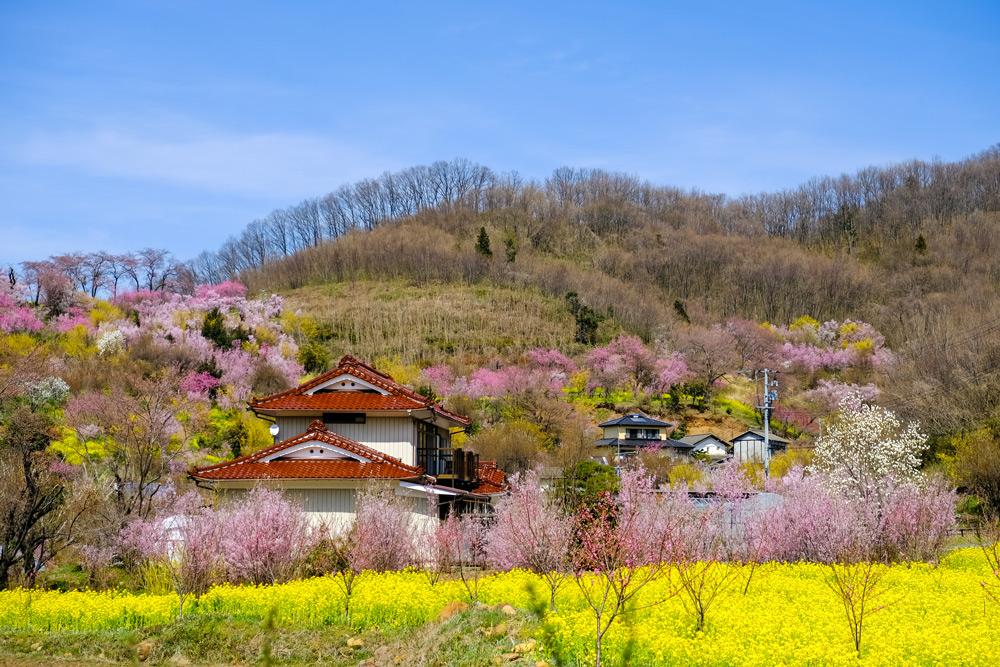 Parco Hanamiyama a Fukushima, Tohoku