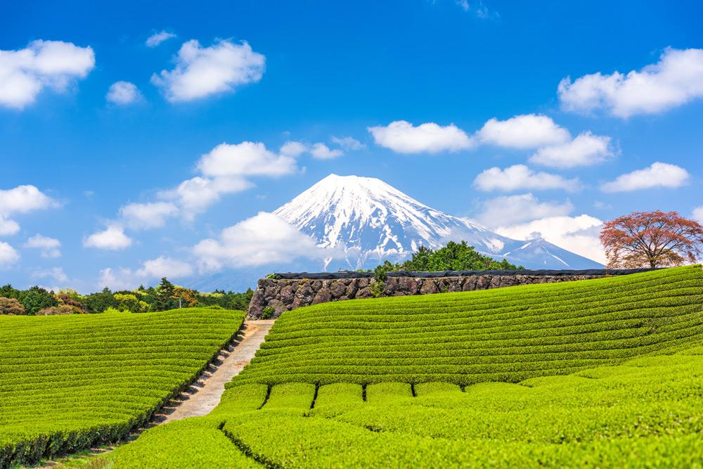 piantagioni di te monte fuji
