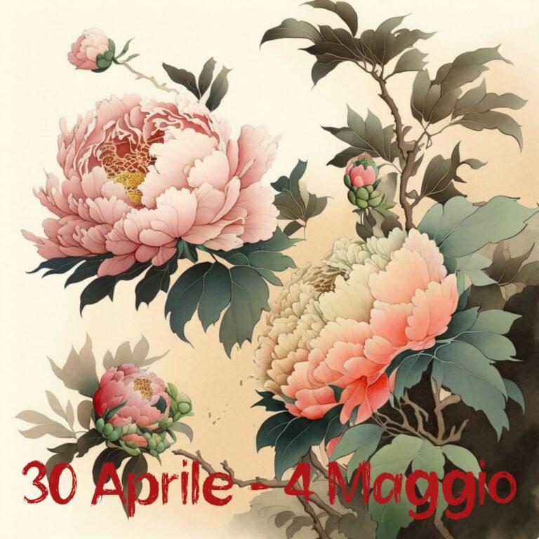 Sbocciano le peonie