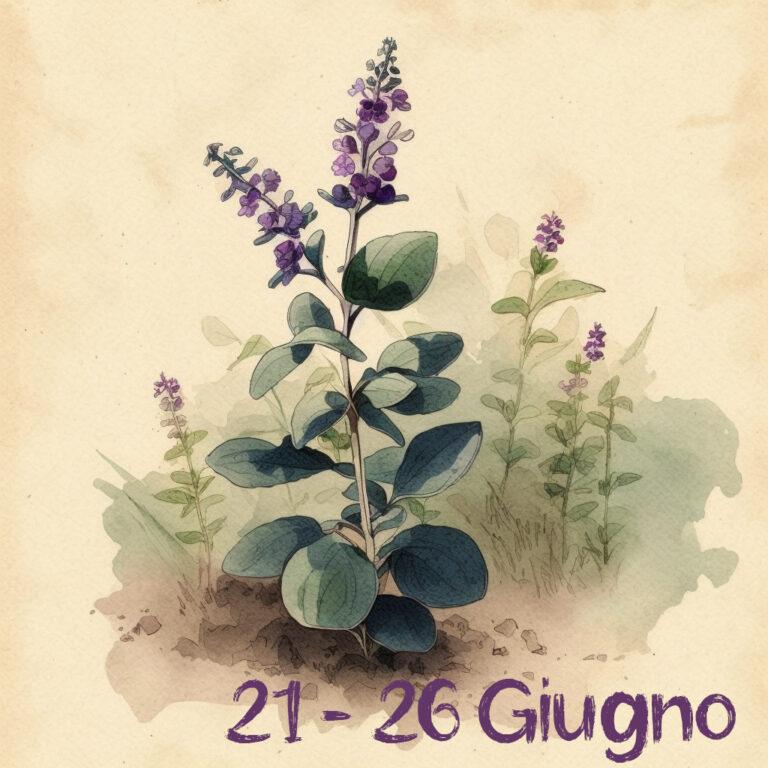 Il fiore della Brunella appassisce
