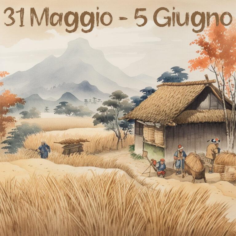 il grano viene mietuto