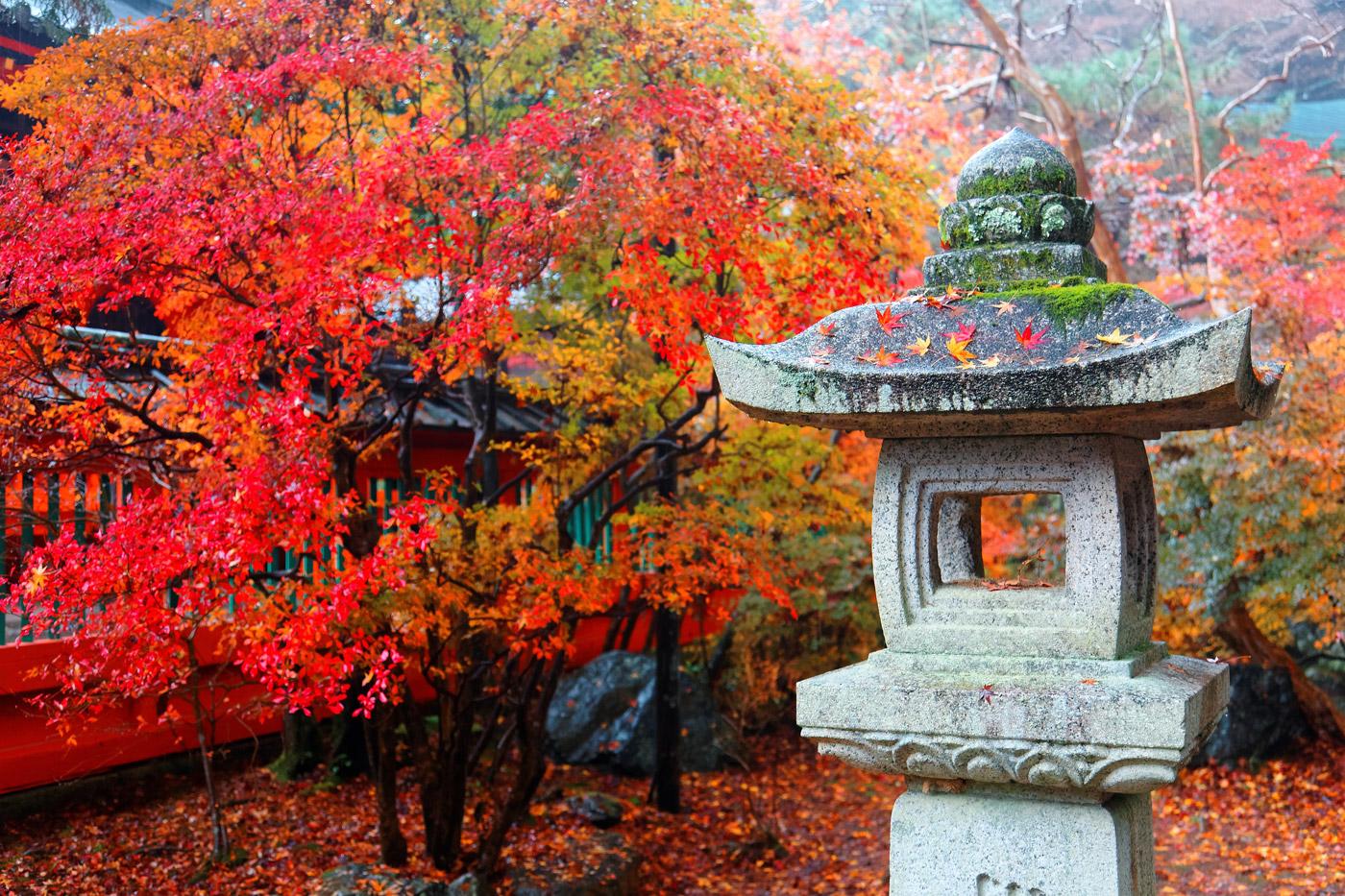 kyoto-eikando Tour Giappone novembre 2025 foliage